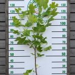Ľaliovník tulipánokvetý (Liriodendron tulipifera) ´TULIPANOVEC´ - výška 130-150 cm, kont. C5L